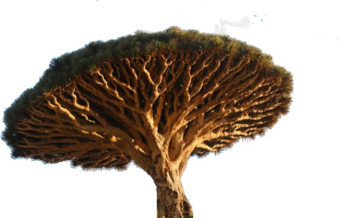 The DragonBlood Tree